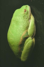 Red Eyed Tree Frog