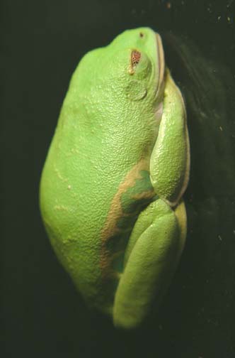 Red Eyed Tree Frog