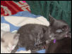 Cinder, Ella and Toby sleeping