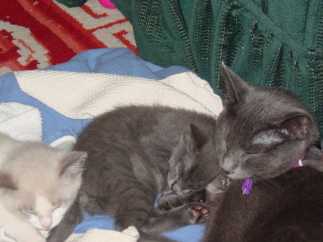 Cinder, Ella and Toby sleeping