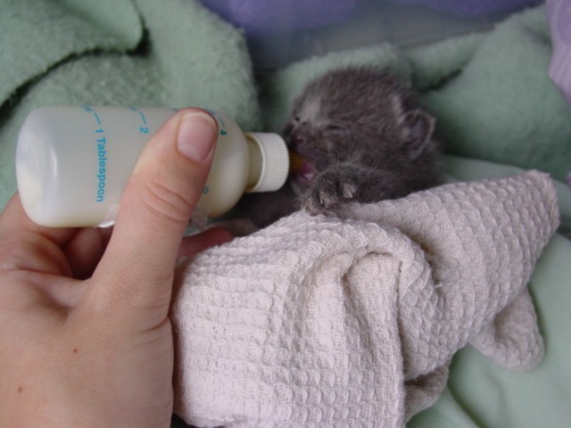 Feeding Ella