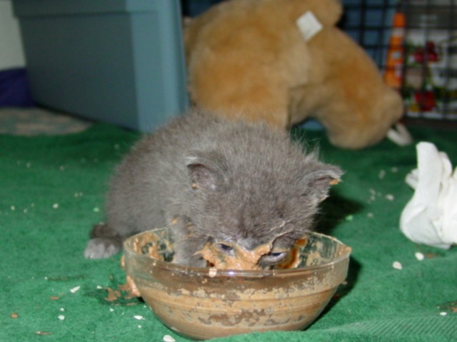 Ella's first taste of the good stuff