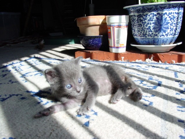 Ella soaking rays
