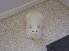 Lily