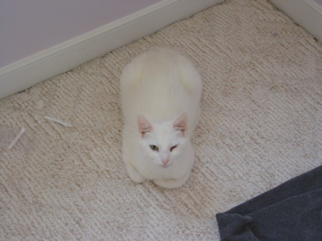 Lily