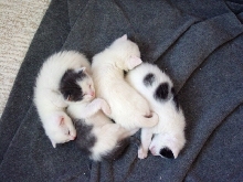 Lily's Babies