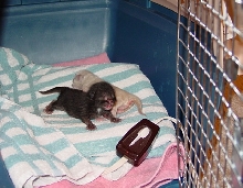 Lily's other babies