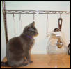 Cinder wants to eat the mouse