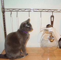 Cinder wants to eat the mouse