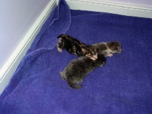 Rachel's babies