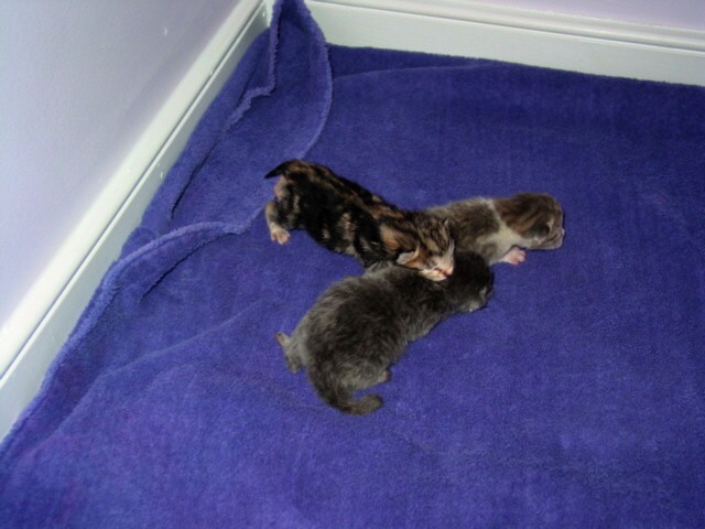 Rachel's babies