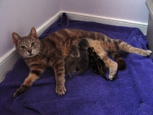 Rachel and her litter