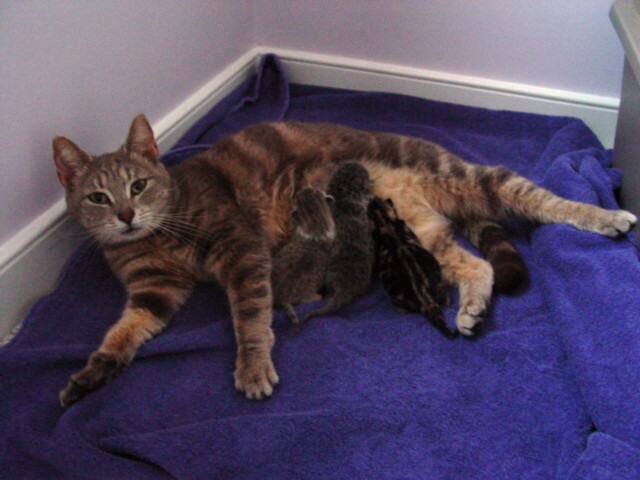 Rachel and her litter