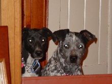 Sash and Sage