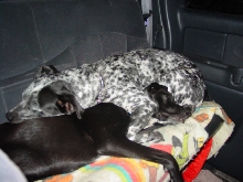 Sage and Sasha sleeping
