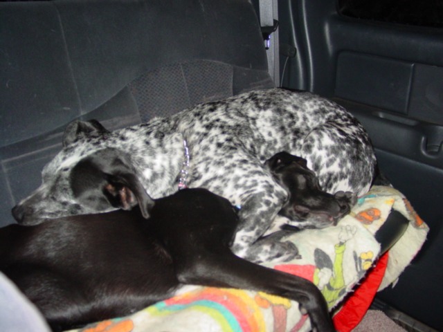 Sage and Sasha sleeping
