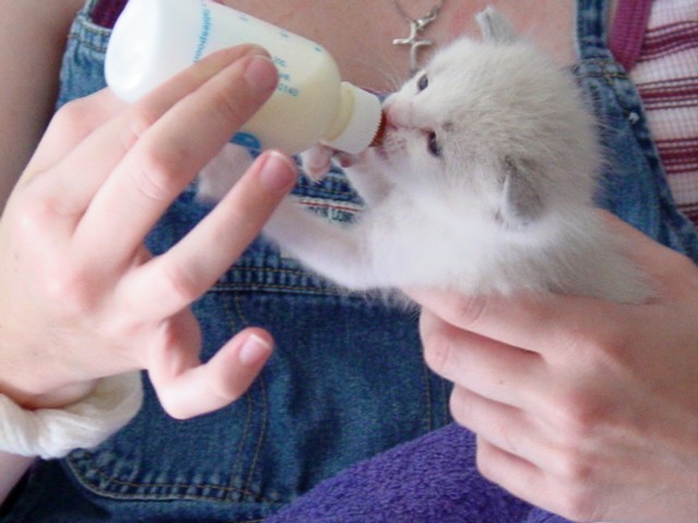 Bottle feeding Toby