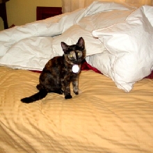 Misty on our bed