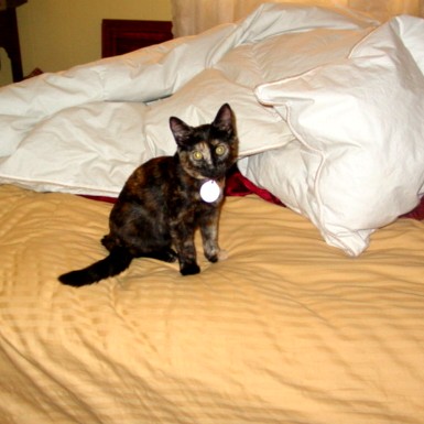 Misty on our bed