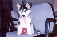 Don't touch my ball!