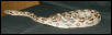 Boa constrictor imperator