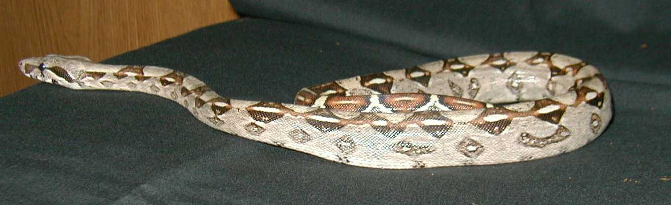 Boa constrictor imperator