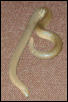 Charina bottae, rubber boa