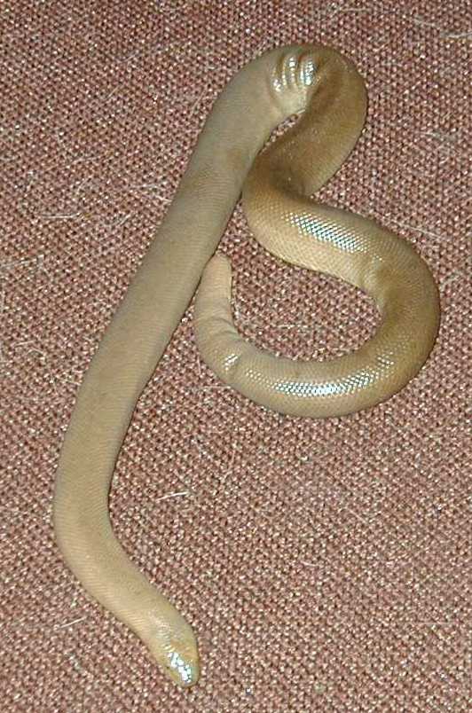Charina bottae, rubber boa