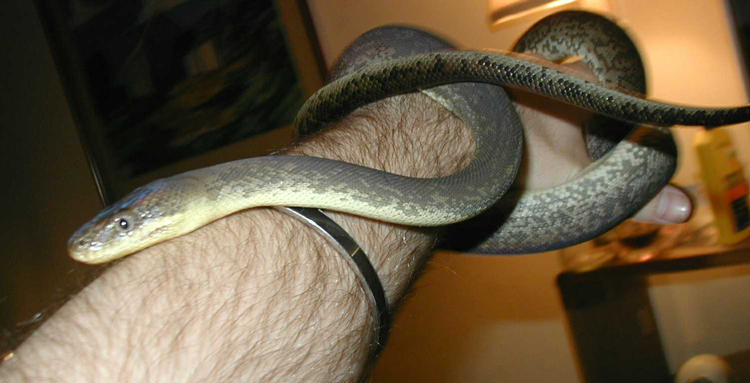 Liasis mackloti mackloti