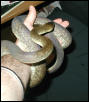 Liasis mackloti mackloti, Macklots python
