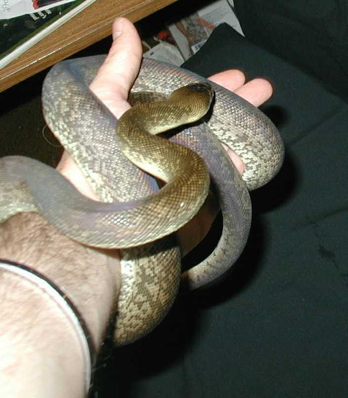 Liasis mackloti mackloti, Macklots python