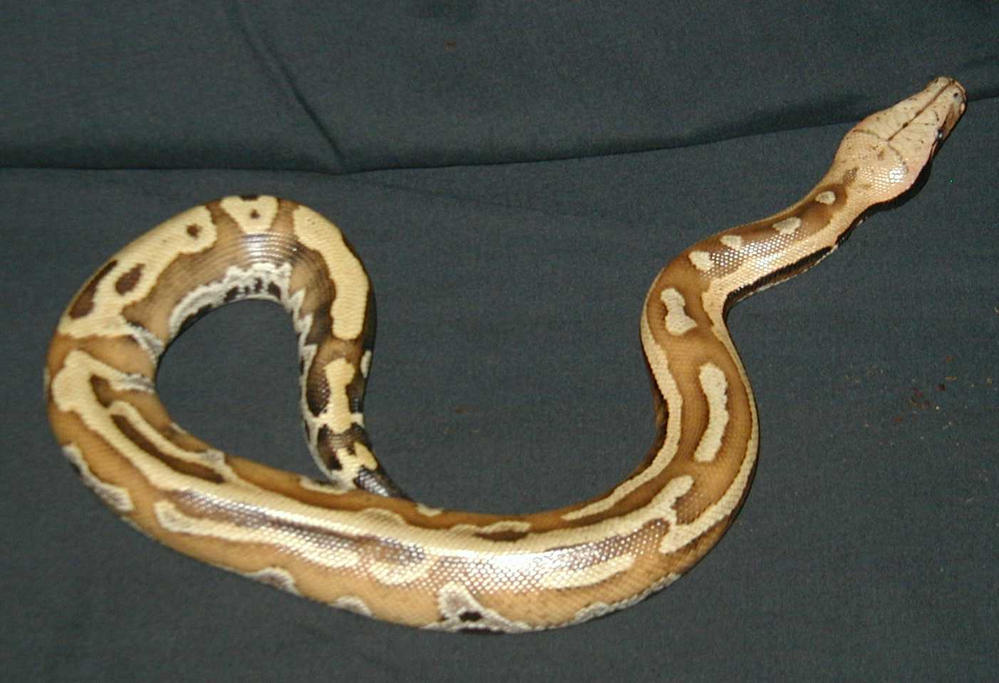 Python brongersmai,Sumatran red blood python