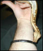 Python brongersmai, Sumatran