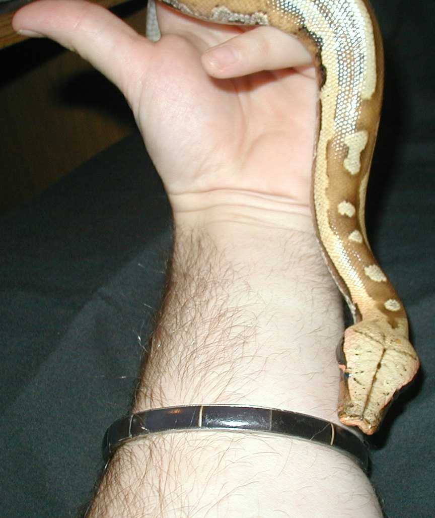Python brongersmai, Sumatran