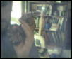 Boa constrictor imperator