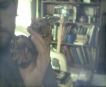 Boa constrictor imperator