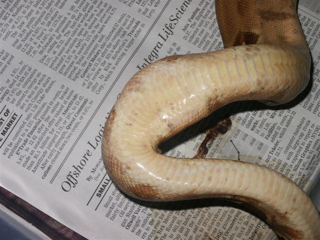 Flat area on belly