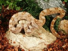 Napoleon