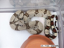 Pastel Peruvian