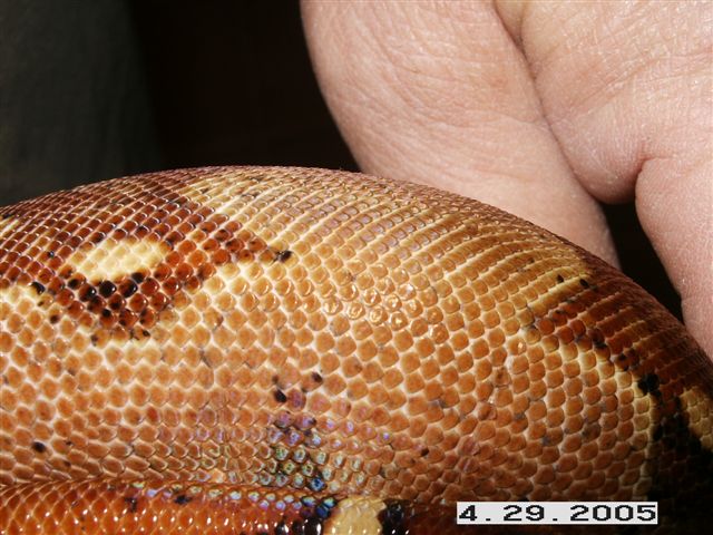 scales