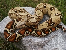 Merlin