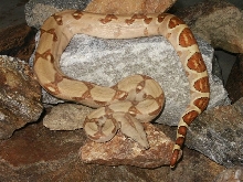 Gloria