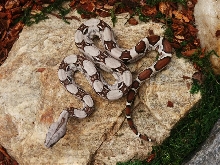 first shed d1f11