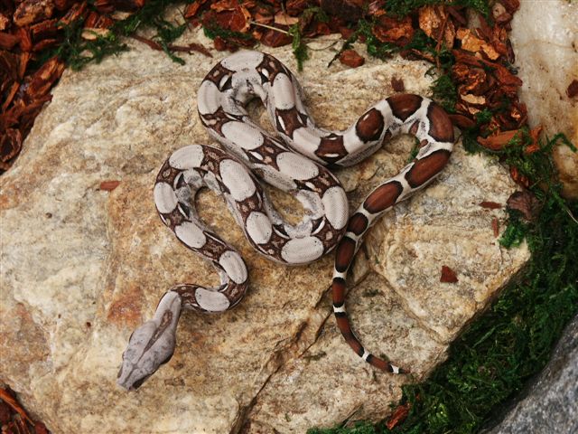first shed d1f11