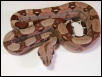 03 EBV red group female