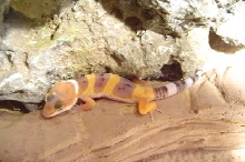What is he??