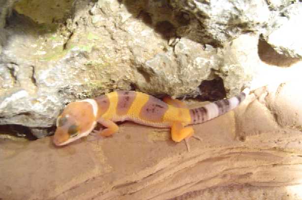 What is he??