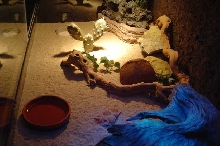 Inside my tank