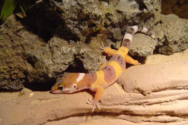 Skippy Jr
