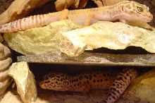 Gecko Sandwich